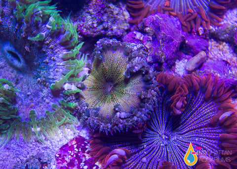 Saltwater Fish, Coral & Inverts