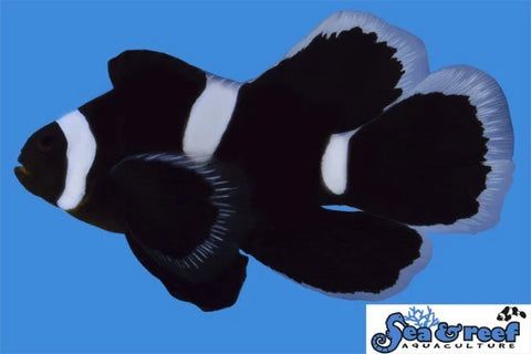 Longfin Darwin Misbar Clownfish Pair