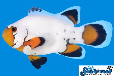 Longfin Flurry Clownfish Pair