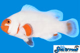 Tangerine Albino Wyoming White Clownfish pair