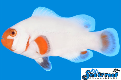 Tangerine Albino Wyoming White Clownfish pair