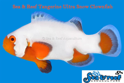 Tangerine Ultra Snowflake Clownfish NEW! (pair)