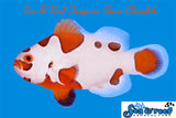 New Tangerine Storm Clownfish pair
