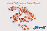 New Tangerine Storm Clownfish pair