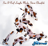 Longfin Mocha Storm Clownfish (single)