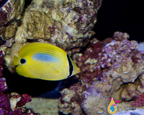 Bluespot Butterflyfish - Fiji