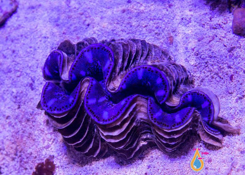 Tridacna maxima 5"