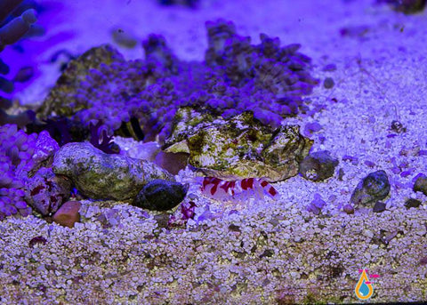 Candy Cane Pistol Shrimp