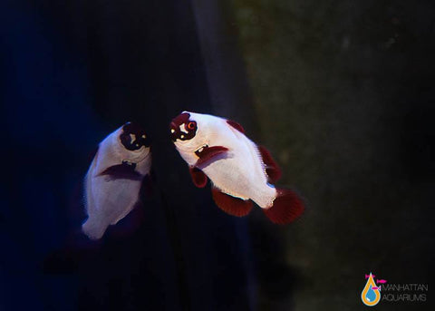 Gold Nugget Maroon Clownfish pair