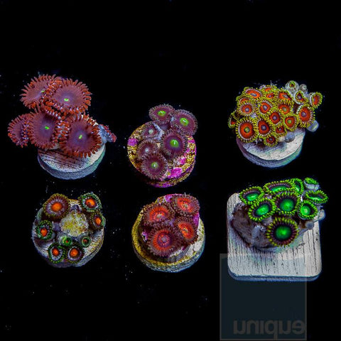 6 Piece Beginner's" Zoa/Paly Frag Pack - 6 Different Stock Frags!