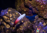 Red Firefish