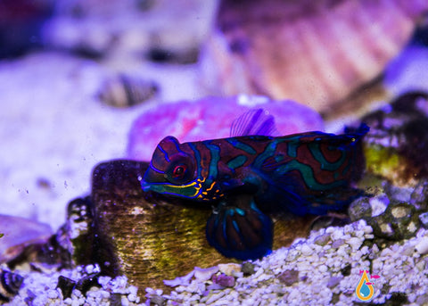 Green Mandarin Dragonette, Medium