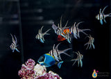 Bangaii Cardinalfish