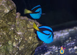 Blue (Hippo) Tang