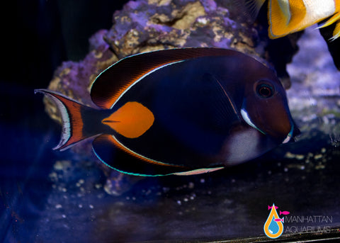 Achilles Tang