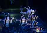 Bangaii Cardinalfish