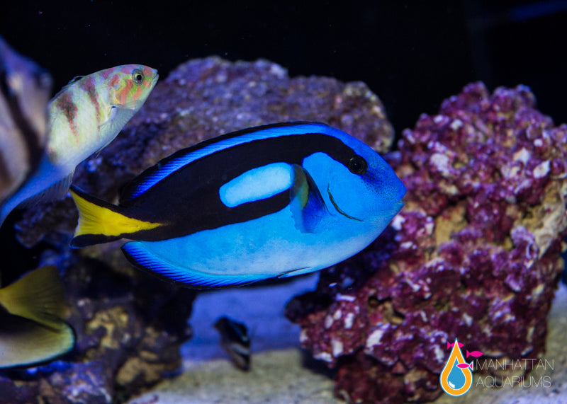 Blue (Hippo) Tang – Manhattan Aquariums