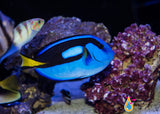 Blue (Hippo) Tang