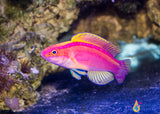 Rose Band Fairy Wrasse