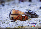 Electric Orange Leg Hermit Crab