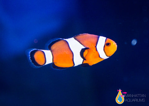 Orange Ocellaris Clownfish
