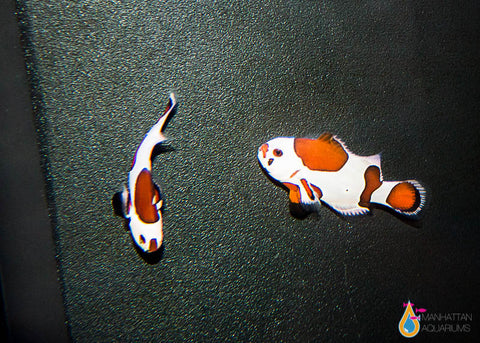 Orange Storm Clownfish