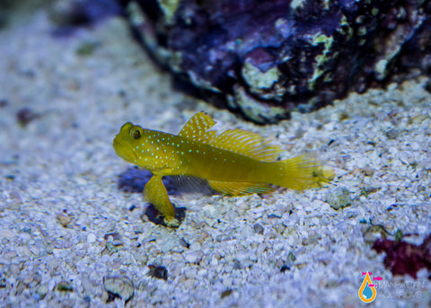 Yellow Watchman Goby