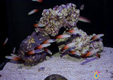 Red Firefish