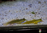 pair of yellow watchman gobies