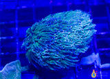 3 Piece Euphyilla Frag Pack - 3 Different Stock Frags