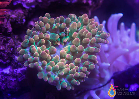 Rose With Green Bubble Anemone