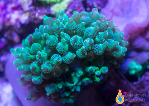 Green Bubble Anemone