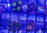 6 Piece Beginner's" Zoa/Paly Frag Pack - 6 Different Stock Frags!