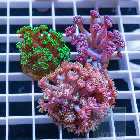3 Piece Goniopora Frag Pack - 3 Different Stock Frags