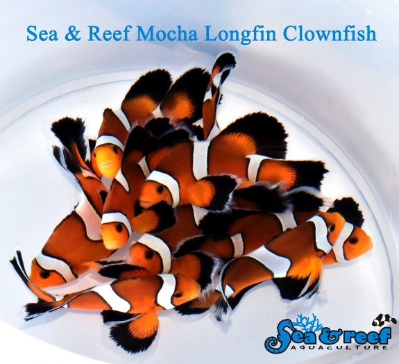 http://manhattanaquariums.com/cdn/shop/products/SR_Mocha_Longfin_groupgd_1024x1024.jpg?v=1544040714