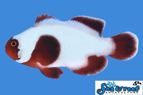 Thunder Maroon Clownfish