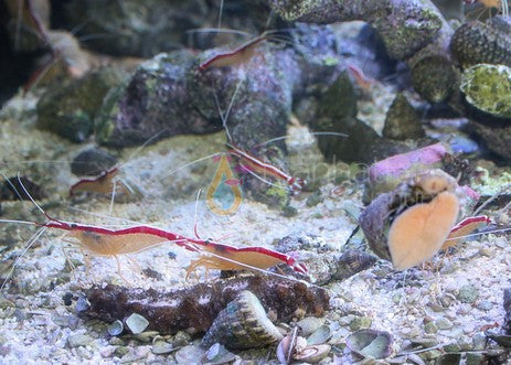 Scarlet Skunk Cleaner Shrimp