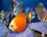 Red Melon Discus 4"