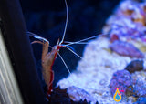 Scarlet Skunk Cleaner Shrimp