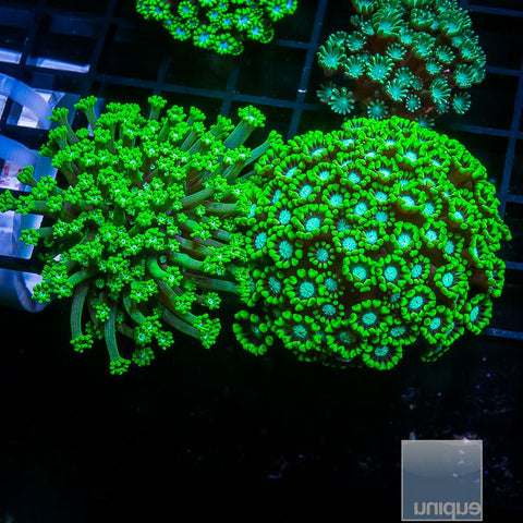 Alveopora sp- Green Alveopora - Stock Frag