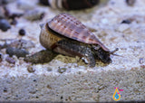 "Strawberry" Fighting Conch