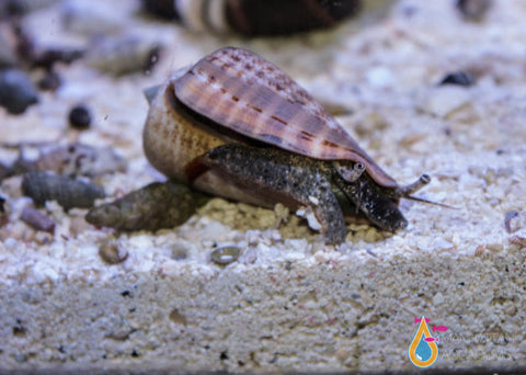 "Strawberry" Fighting Conch
