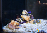 "Strawberry" Fighting Conch