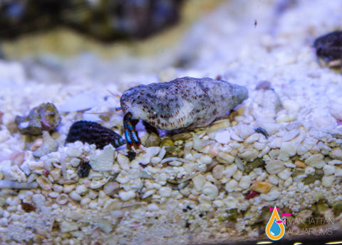 Blue Leg Hermit Crab