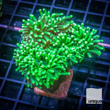 3 Piece Euphyilla Frag Pack - 3 Different Stock Frags