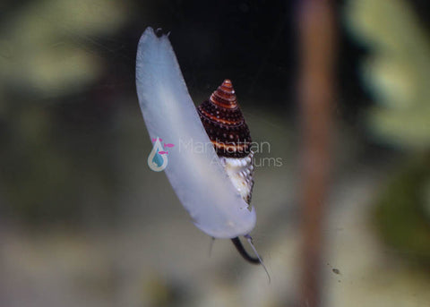 Basic Clean Up Crew For Small Aquariums