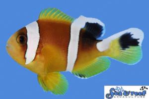 Red Sea Clownfish