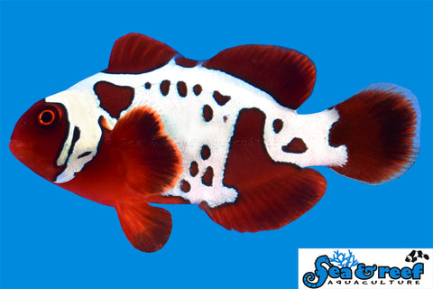 Gold Lightning Maroon Clownfish