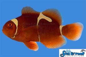 Goldflake Maroon Clownfish