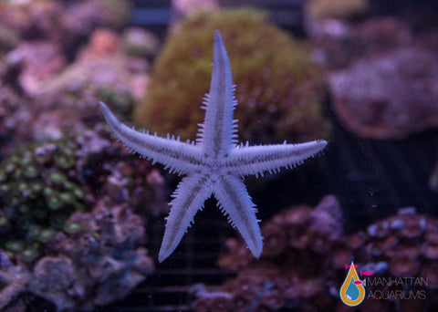 Sand Sifting Starfish